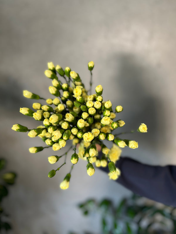 Pastel Yellow Spray Carnations - The Home Edit