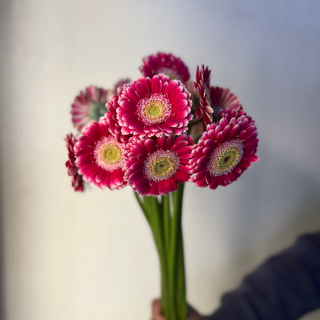 Germini Cassis - The Home Edit