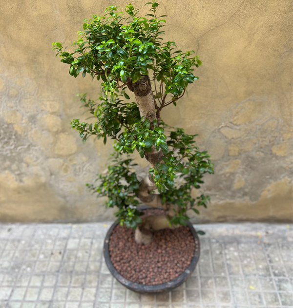 Magnificent Ficus Ginseng (Bonsai)