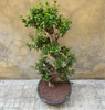 Magnificent Ficus Ginseng (Bonsai)