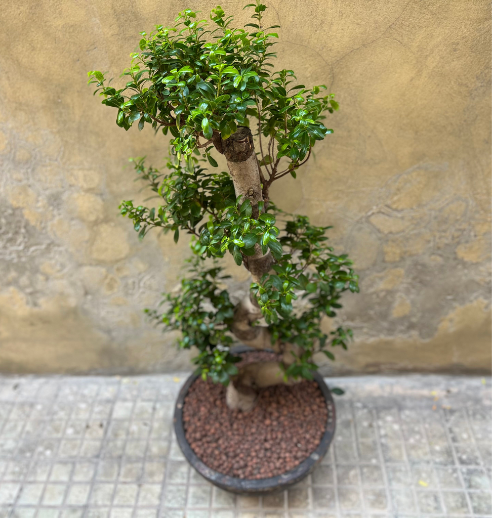 Magnificent Ficus Ginseng (Bonsai)