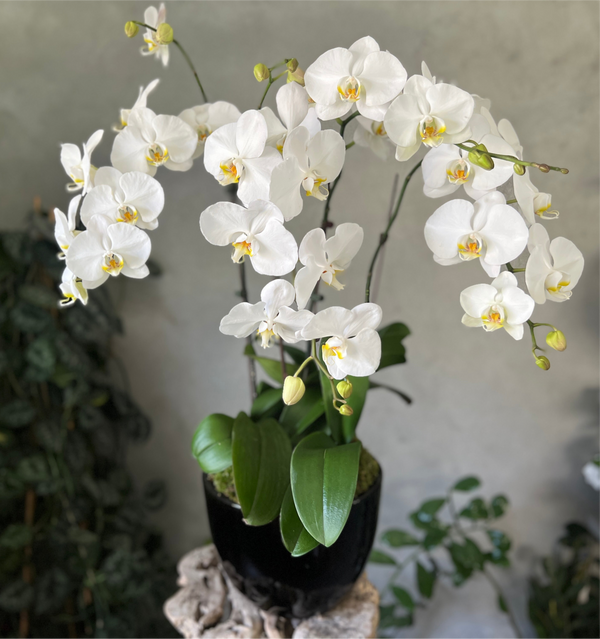 Luxe White Orchid Planter in a Black Pot