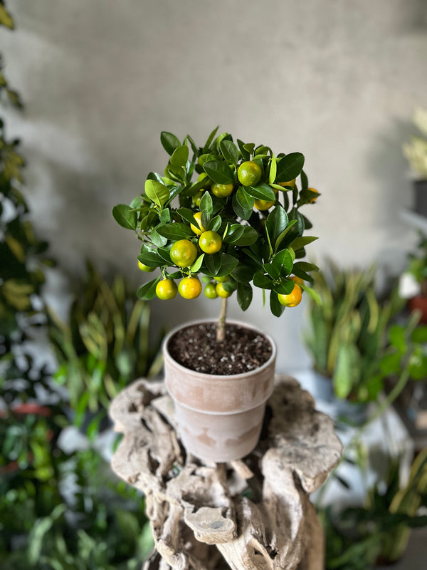 Citrus Calamondin Plant in a Terra Cotta Pot