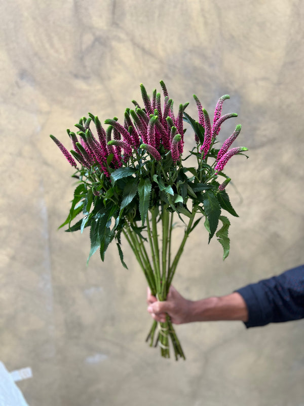 Hot Pink Spray Veronica - The Home Edit