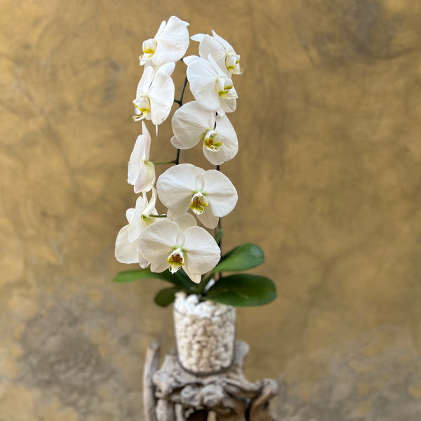 White Orchid Planter in Glass Pot