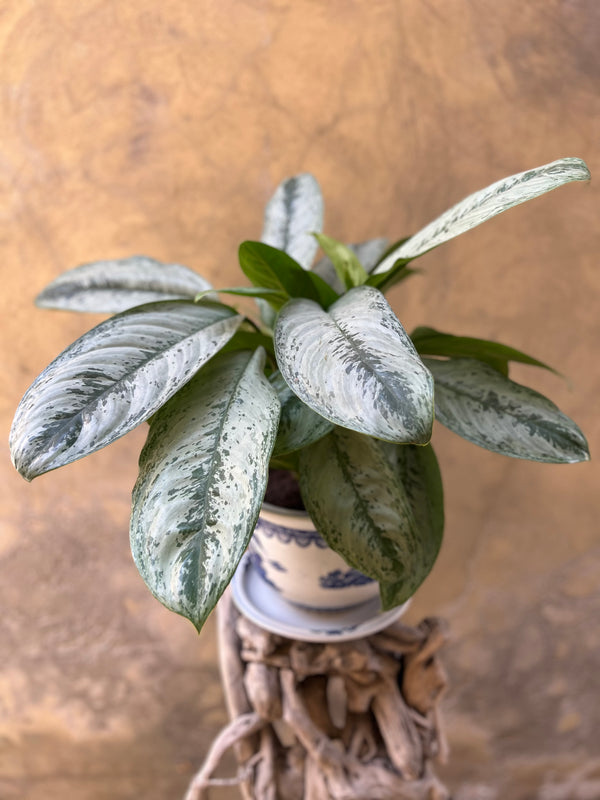 Aglaonema Silver Frost in a Chinoiserie Pot