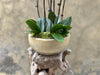 Purple Orchid Planter in Bowl Pot