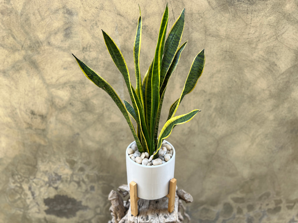 Sanseveria in White Pot with Wooden Stand
