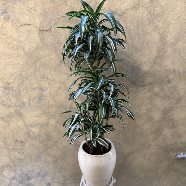 Dracaena Ulises