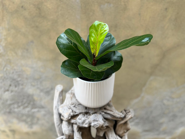 Ficus Lyrata - Fiddle Leaf Fig