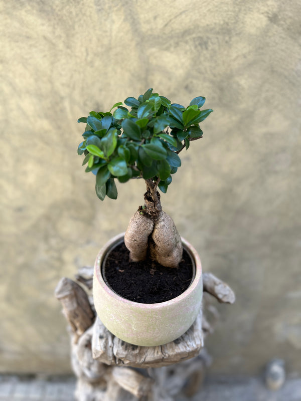 Ficus Ginseng (Bonsai)