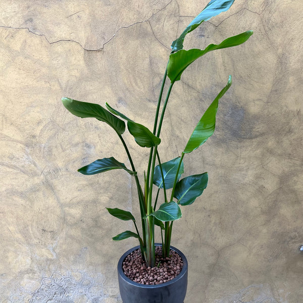 Strelitzia Nicolai