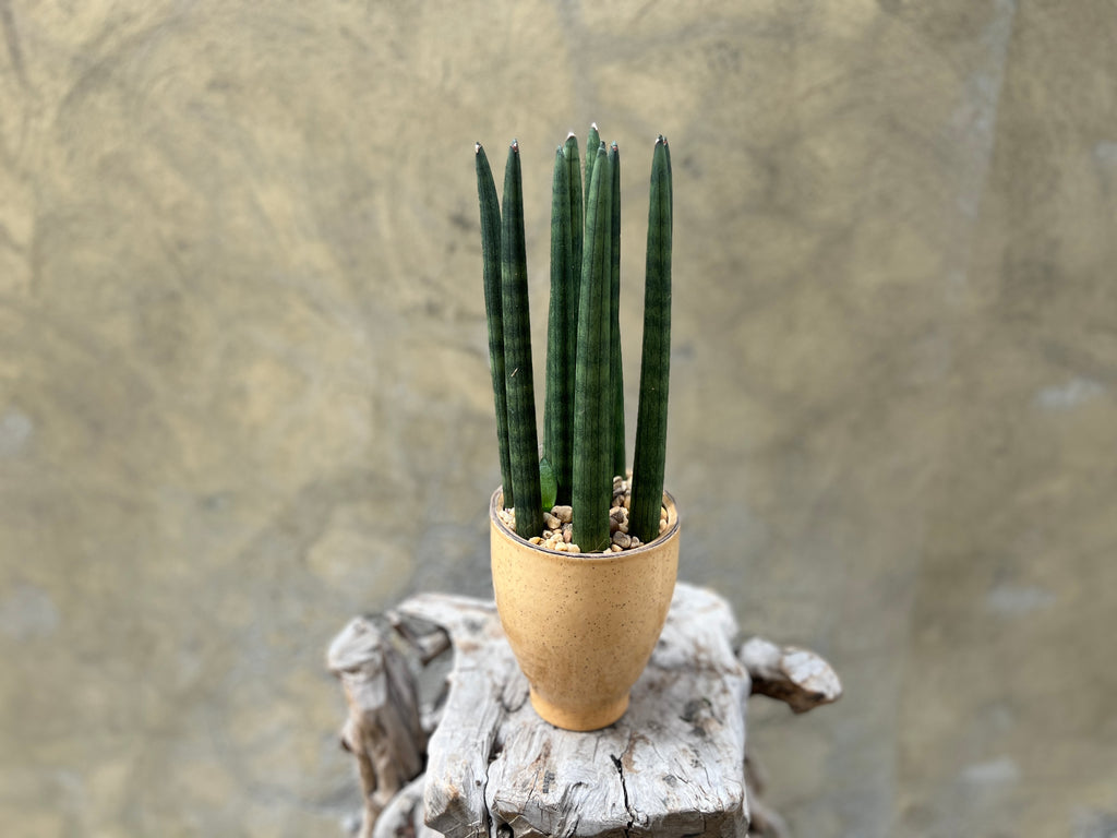 Sansevieria Cylindrica in Yellow Pot