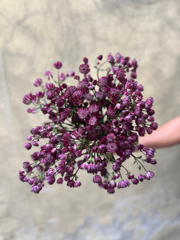 Plum Astrantia - The Home Edit