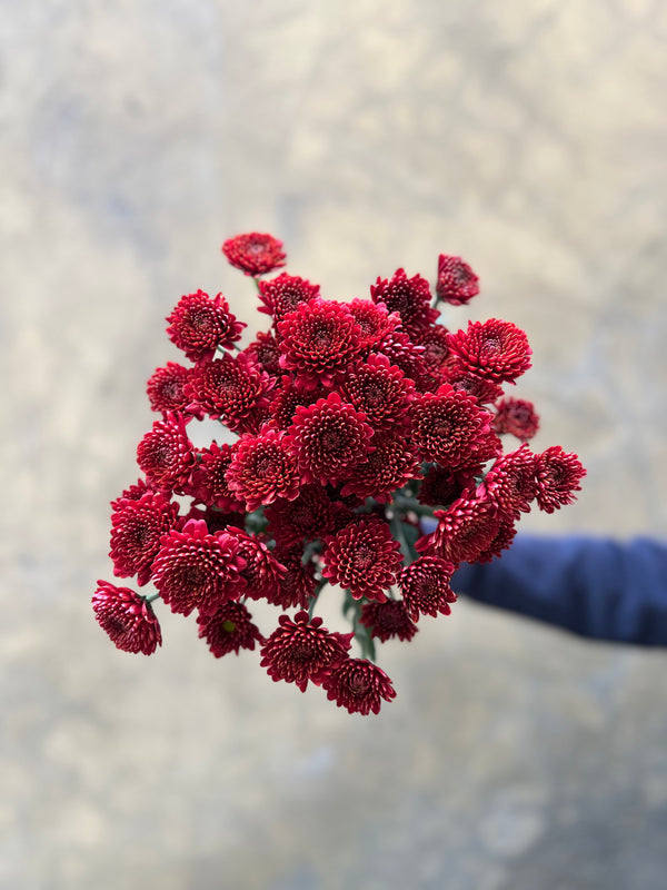 Coffee Santini - The Home Edit