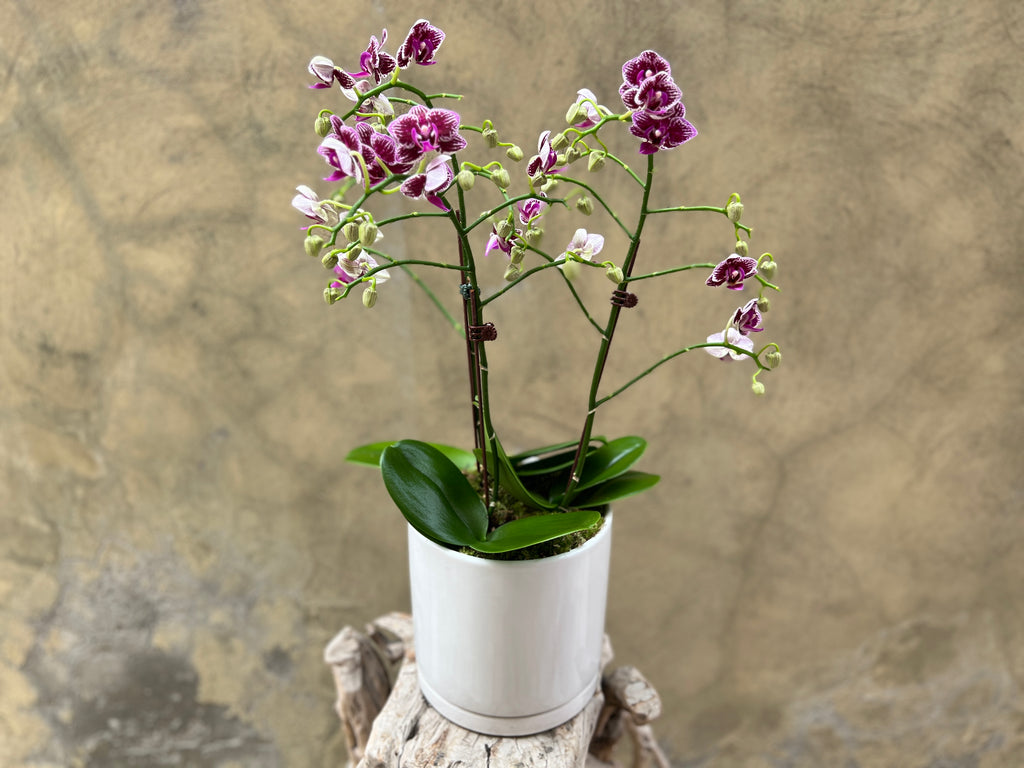 Dark Purple Striped Orchid Planter