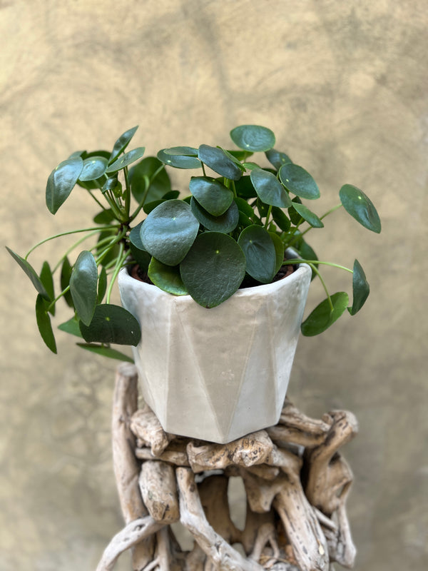 Pilea Planter in White Decorative Pot