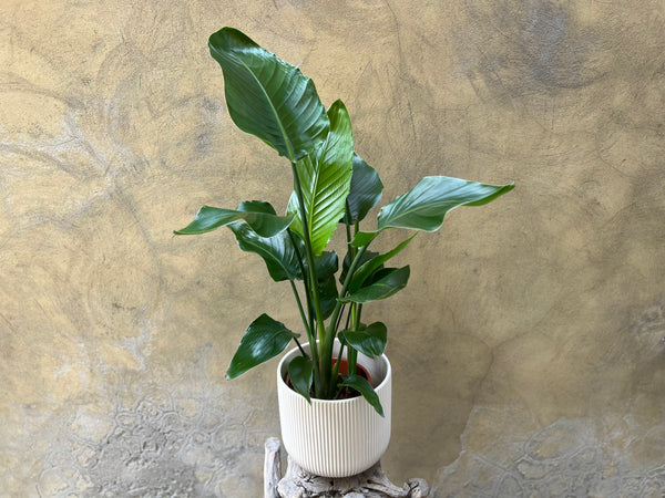 Strelitzia Nicolai (Medium)