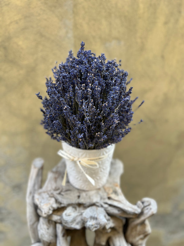 Dried Lavender in a White Pot - Everlasting Blooms