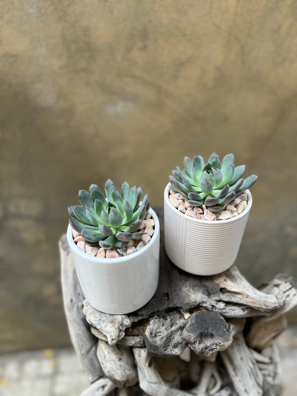 Succulent Set in a White Pot