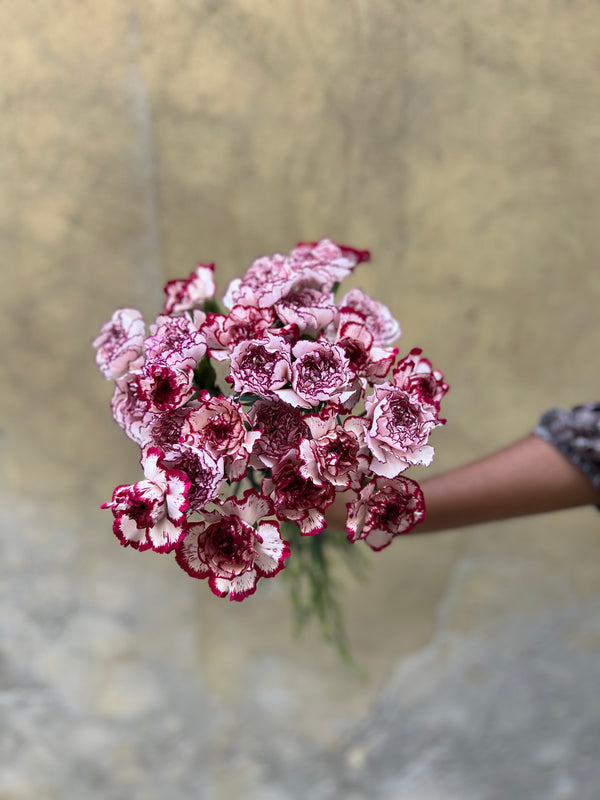 Berry Mix Carnation - The Home Edit