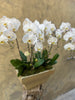 Magnificent Waterfall White Orchid Planter in Creamy Ochre Pot