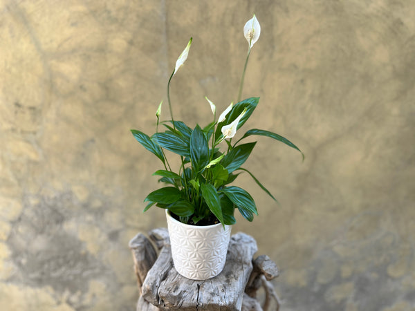 Spathiphyllum in a White Pot