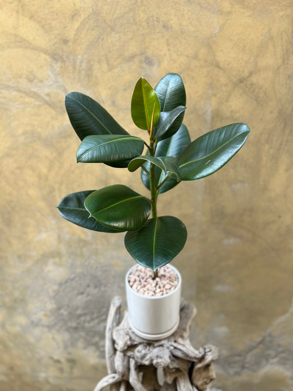 Ficus Elastica Robusta