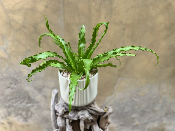 Asplenium Osaka Planter