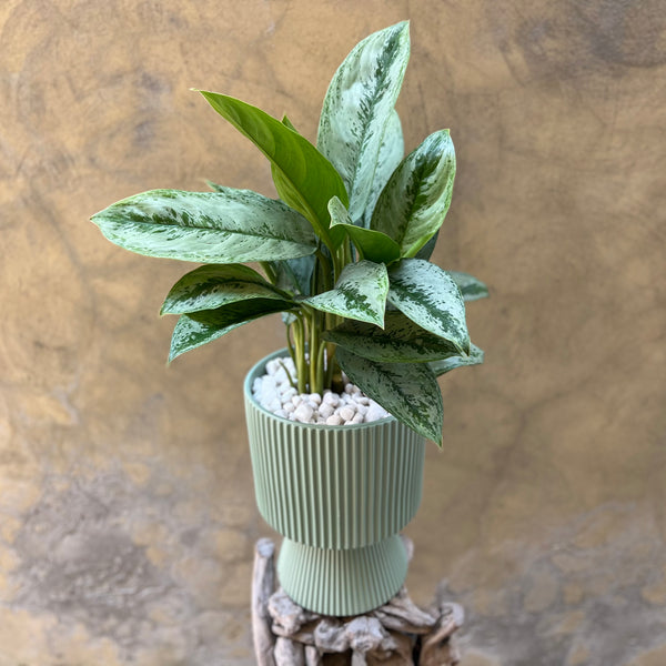 Aglaonema Silver Frost