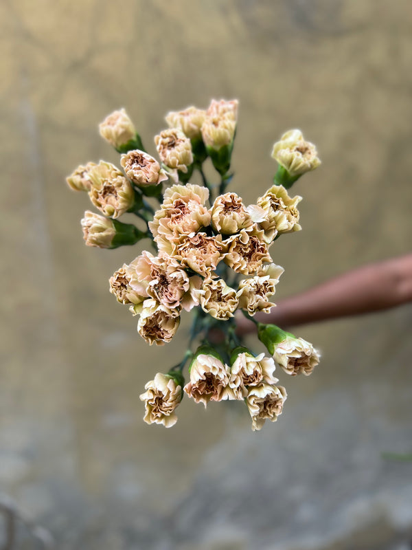 Latte Carnation - The Home Edit
