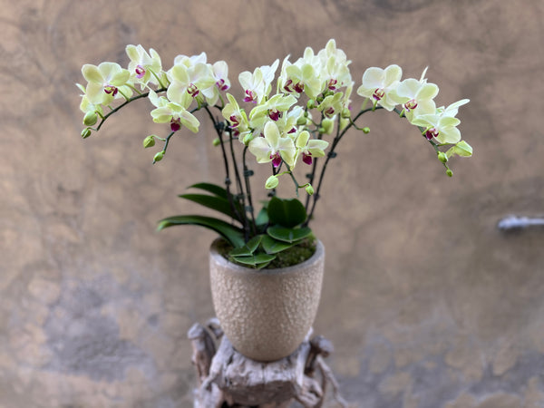 Lime Yellow Orchid Planter in a Concrete Pot