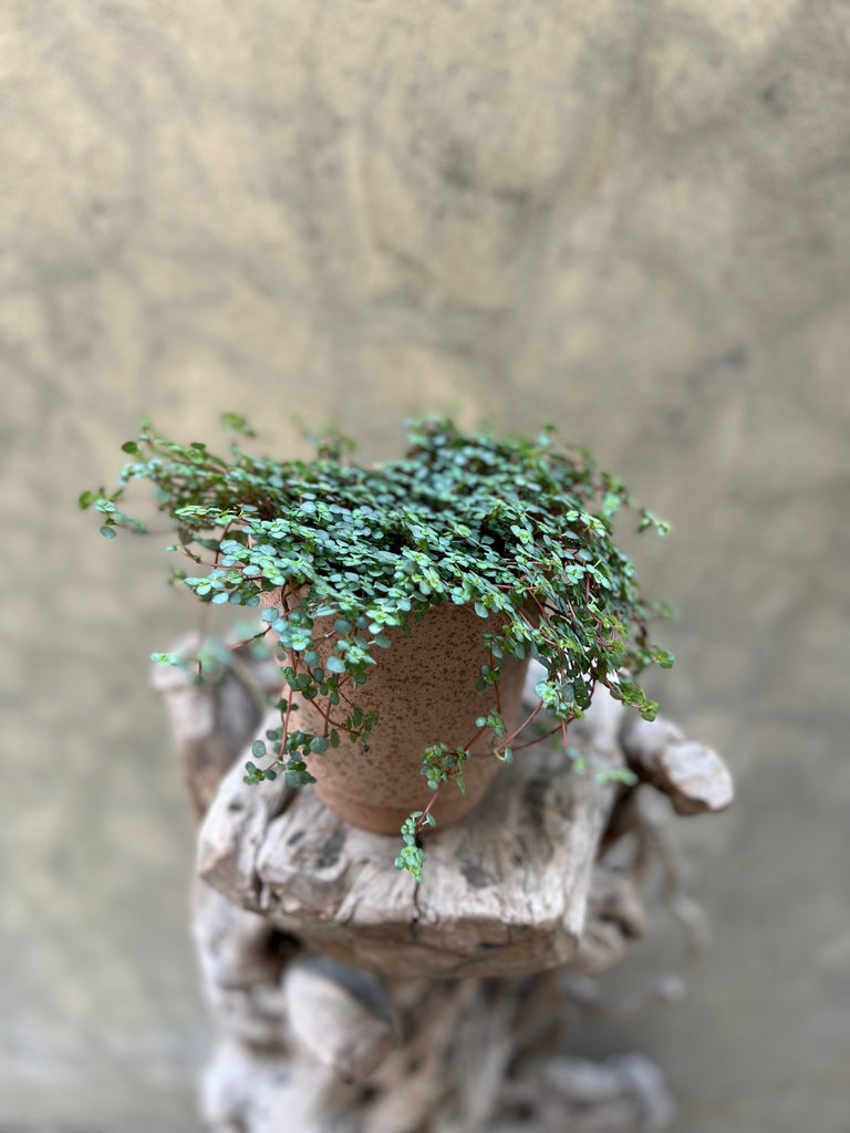 Pilea Glaucophylla (Trailing Plant) in Brown Pot
