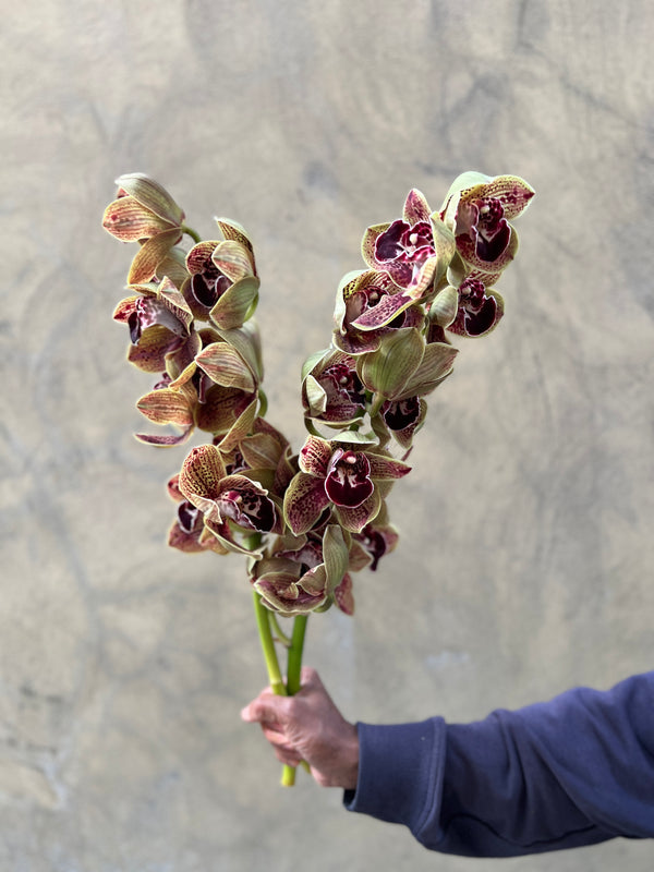 Mocha Cymbidium - The Home Edit