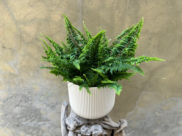 Nephrolepis Exaltata