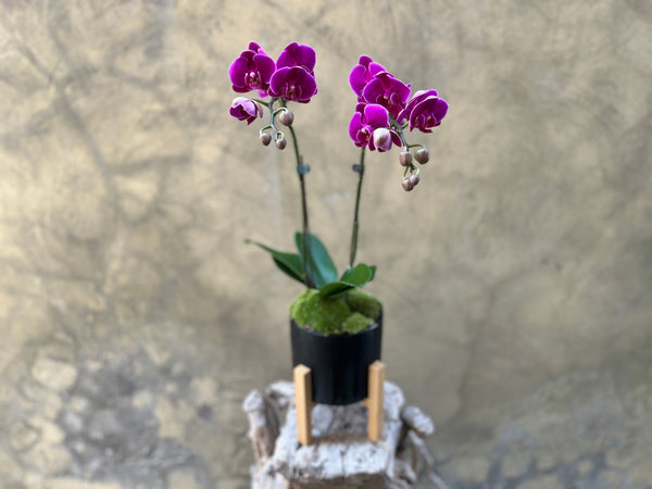 Purple Orchid in a Black Pot