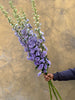 Lavender Delphinium - The Home Edit