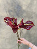 Cocoa Anthurium - The Home Edit
