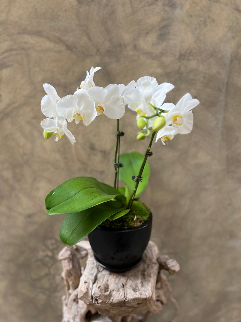 Waterfall White Orchid in Black Pot