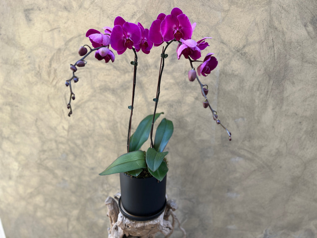 Luxe Dark Purple Orchid Planter in a Black Pot