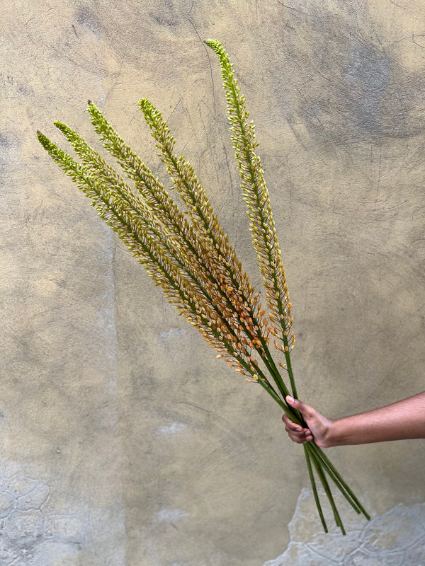 Eremurus 'Macarena' - The Home Edit