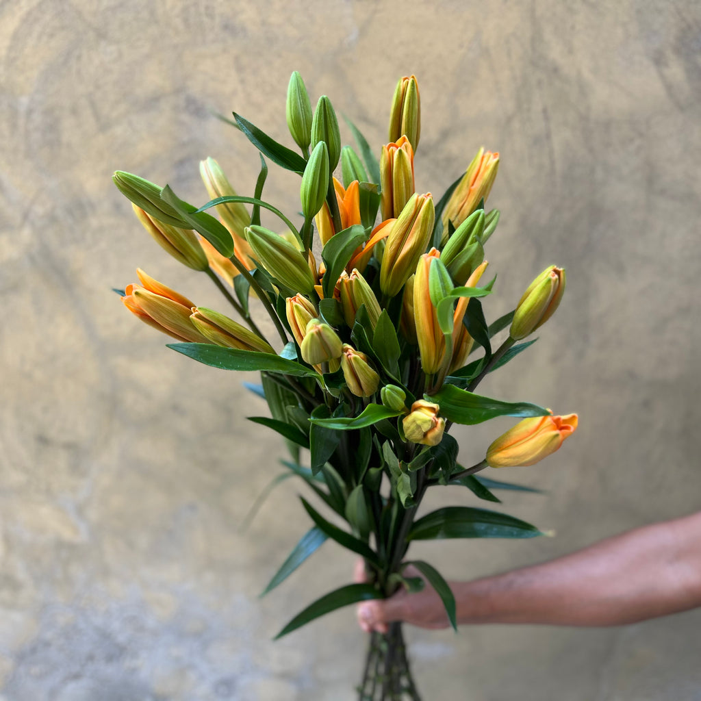 Lily Asiatic Orange - The Home Edit