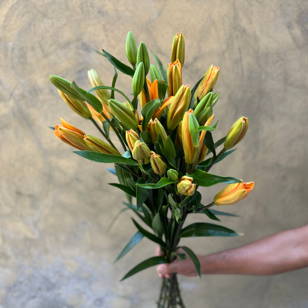 Lily Asiatic Orange - The Home Edit