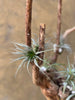 Tillandasia (Air Plant) in a Wooden Stand