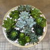 Luxe Succulent Bowl