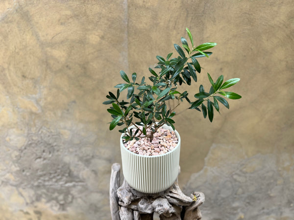 Olive Plant in a Light Green Pot