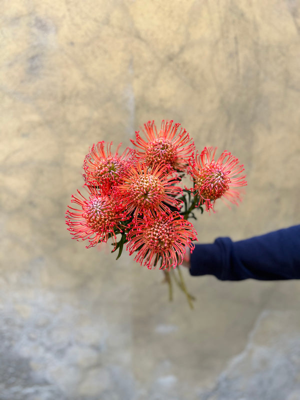 Leucospermum Orange (Nutan) - The Home Edit