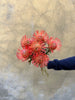 Leucospermum Orange (Nutan) - The Home Edit