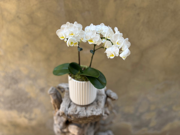 Mini White Orchid Planter