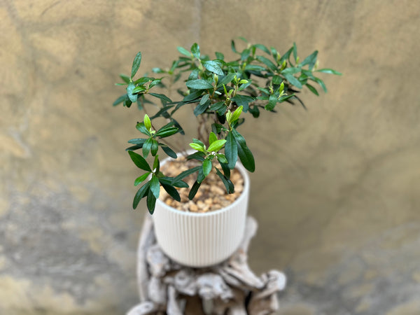 Olive Plant in a White Pot